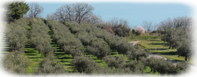 Olive oil, Abruzzo, Central Italy